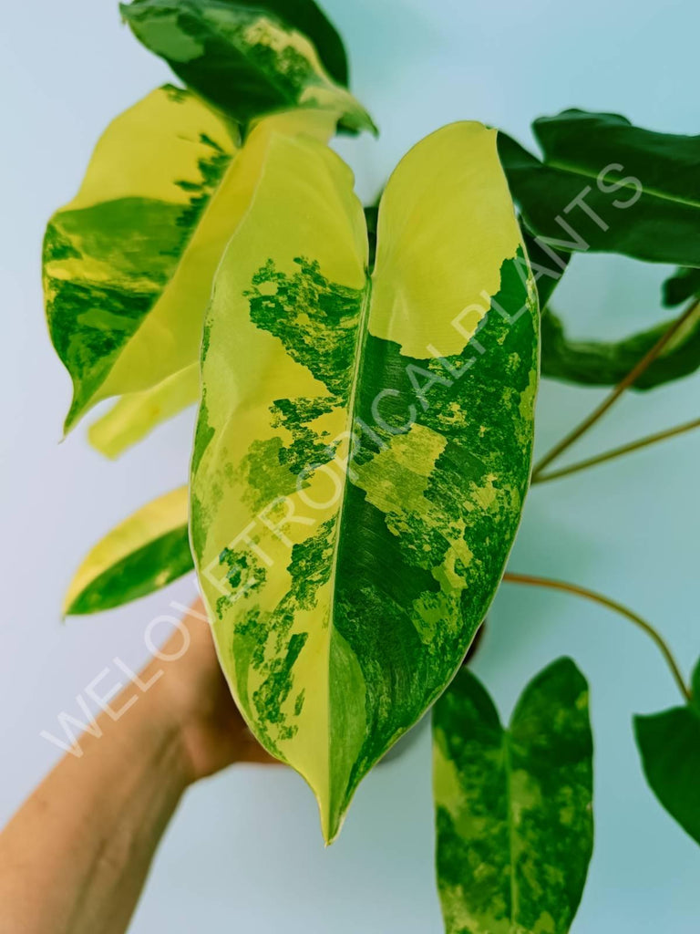 Philodendron burle marx variegata