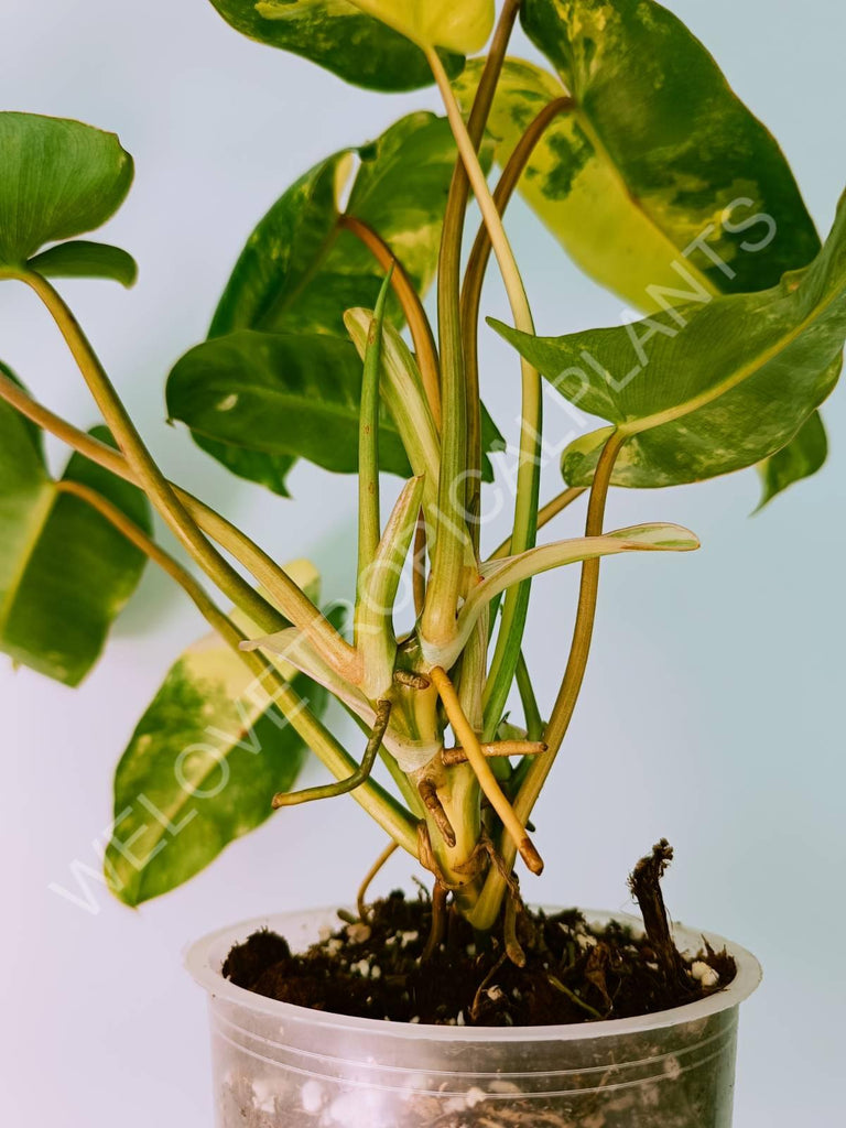 Philodendron burle marx variegata