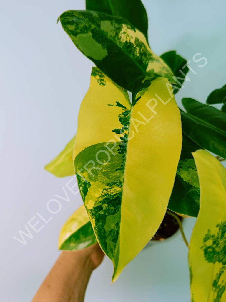 Philodendron burle marx variegata