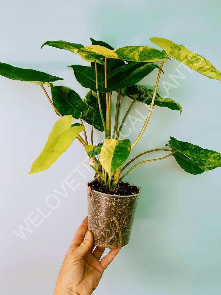 Philodendron burle marx variegata