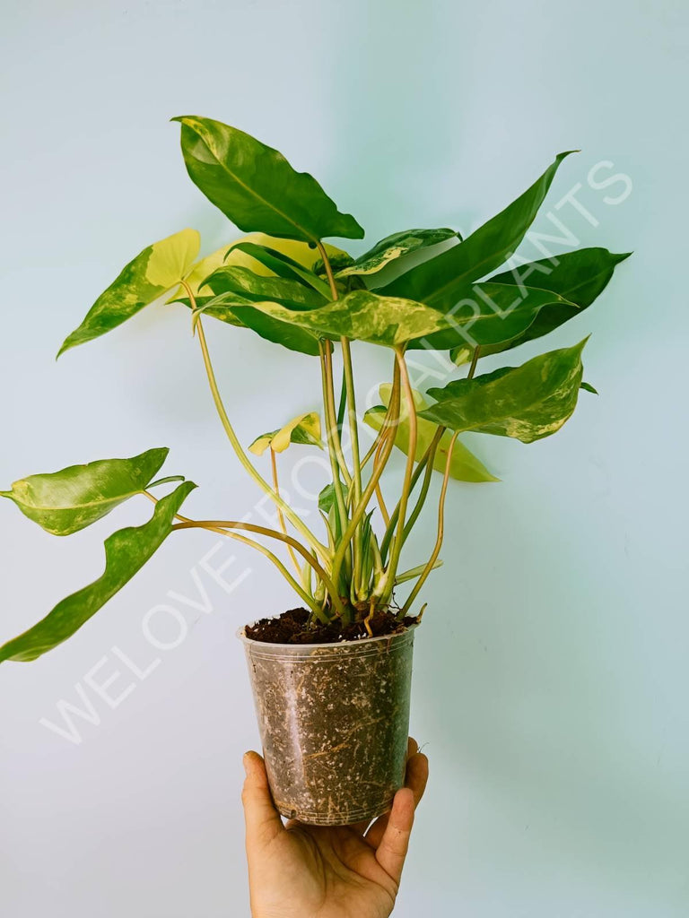 Philodendron burle marx variegata