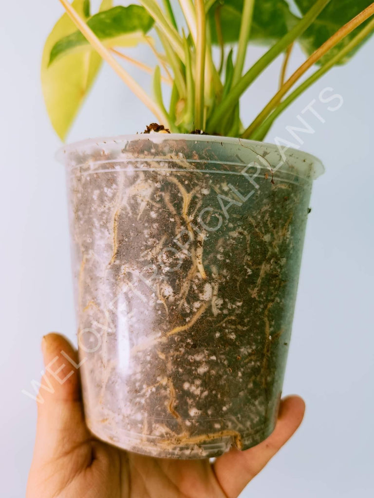 Philodendron burle marx variegata