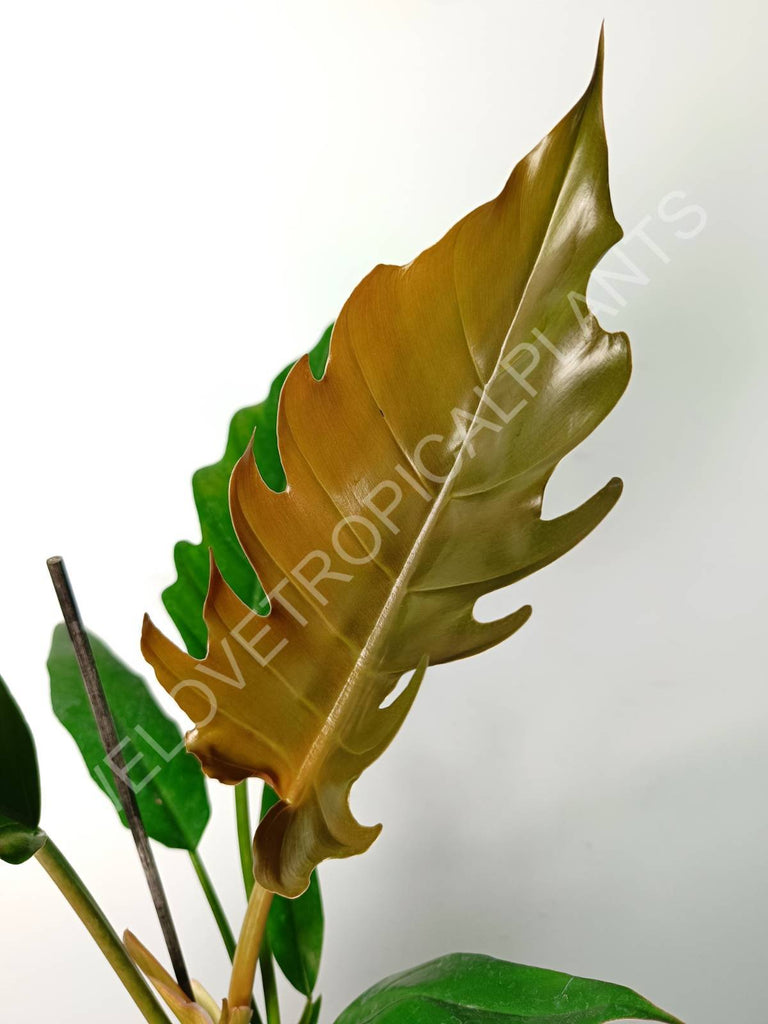 Philodendron caramel