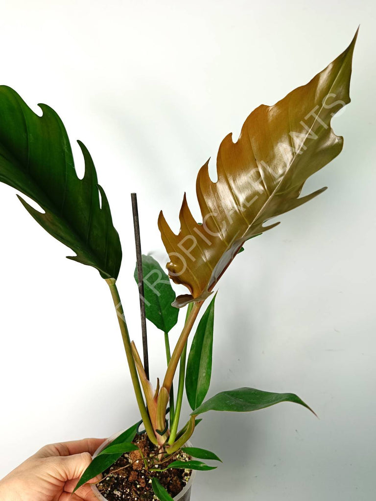 Philodendron caramel