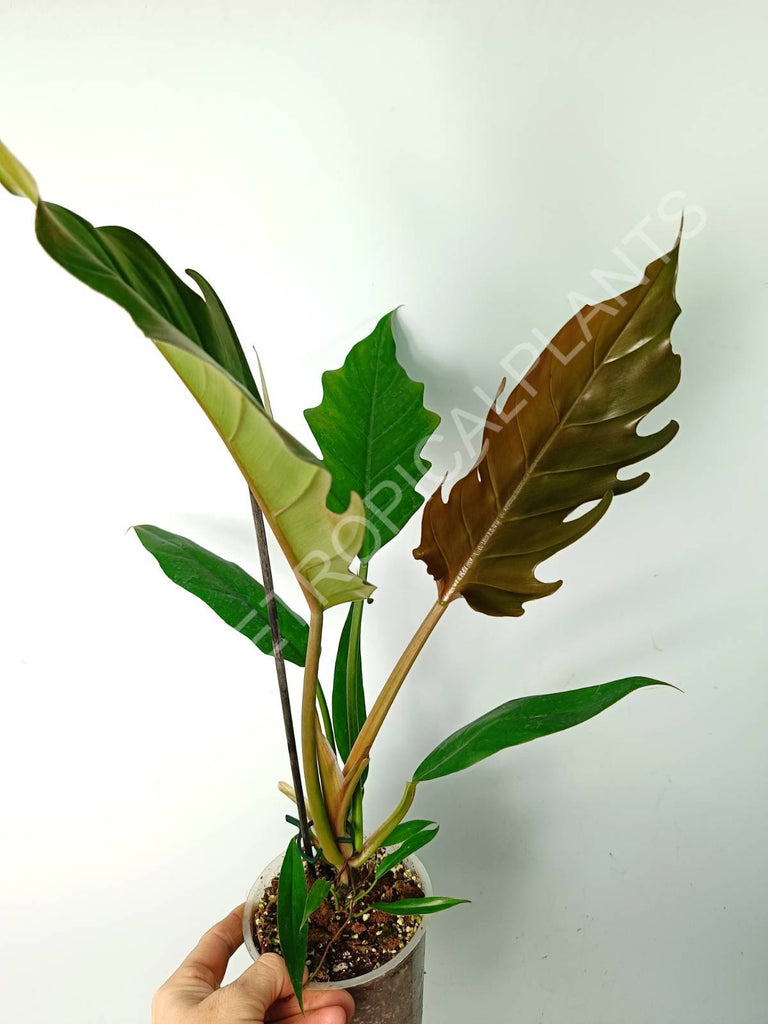 Philodendron caramel