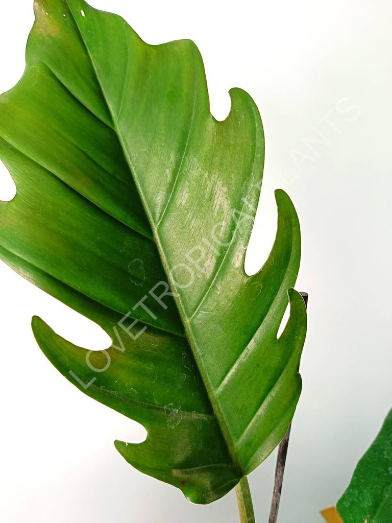 Philodendron caramel