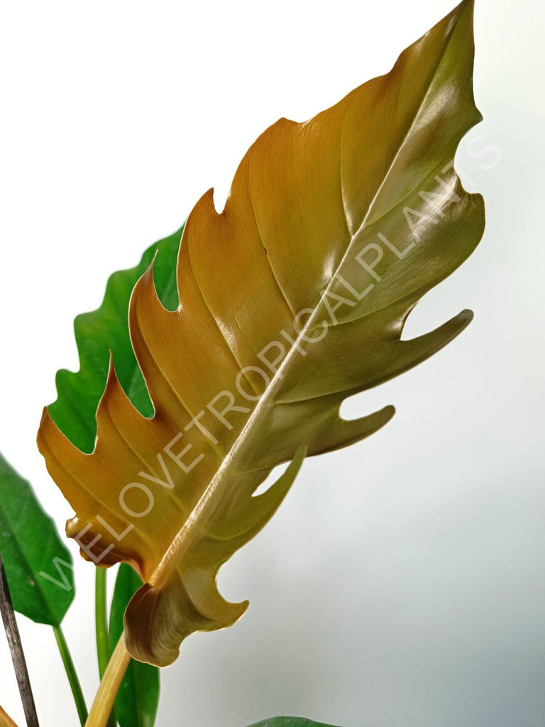 Philodendron caramel