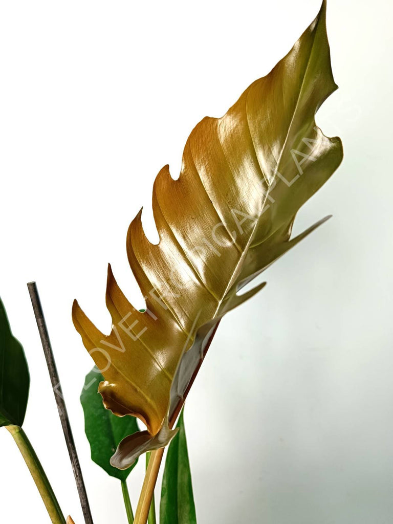 Philodendron caramel