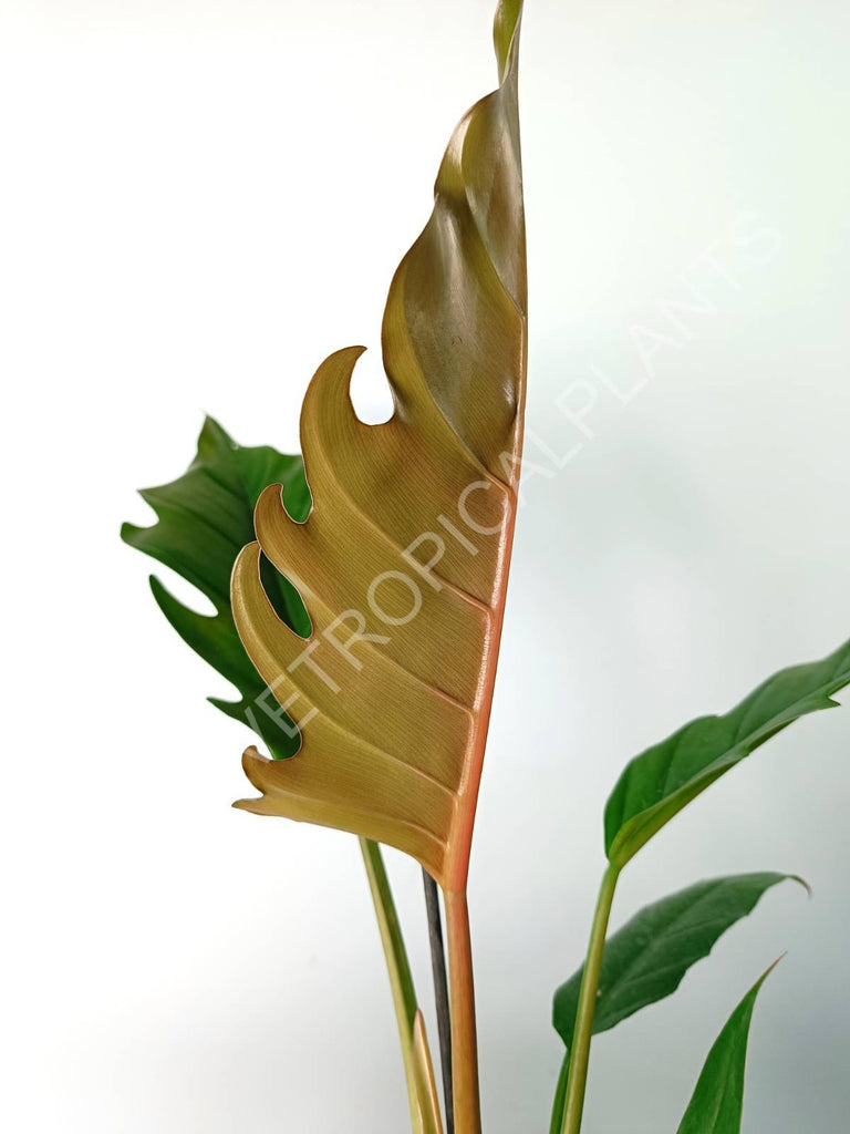 Philodendron caramel