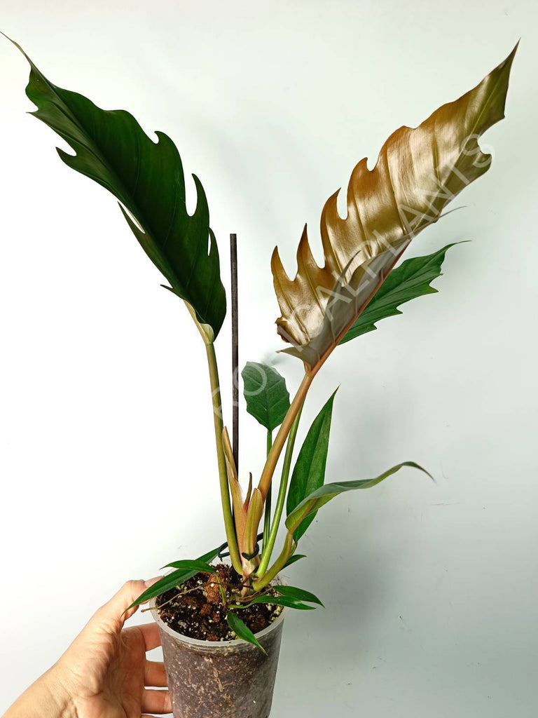 Philodendron caramel