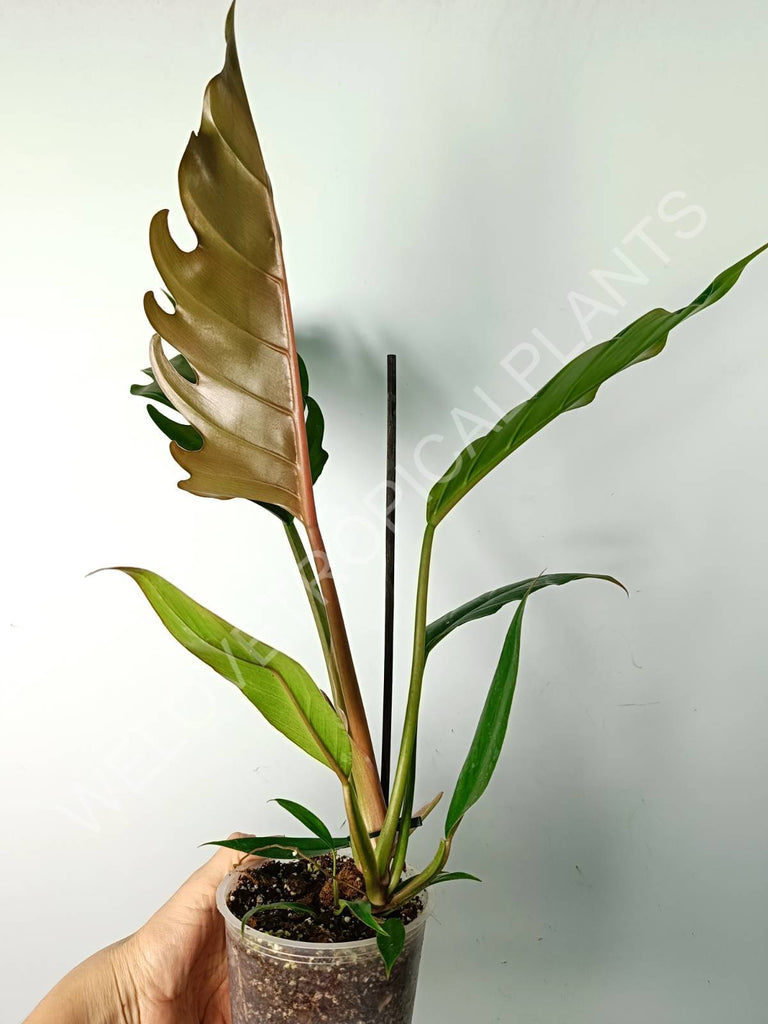 Philodendron caramel