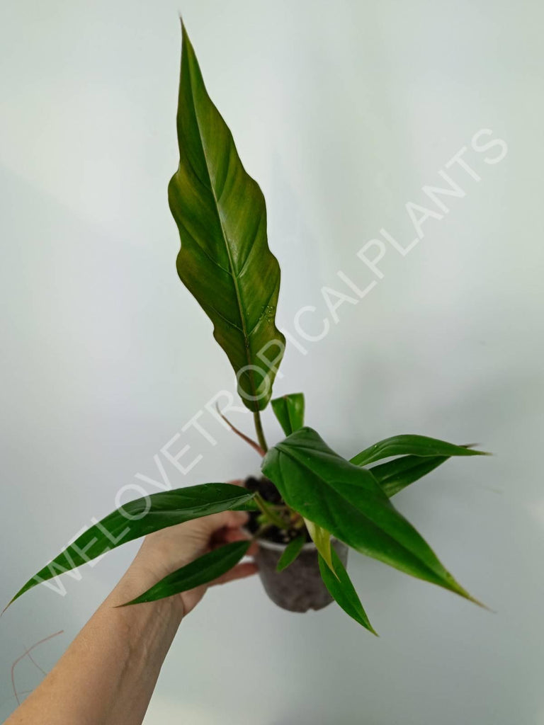 Philodendron caramel green