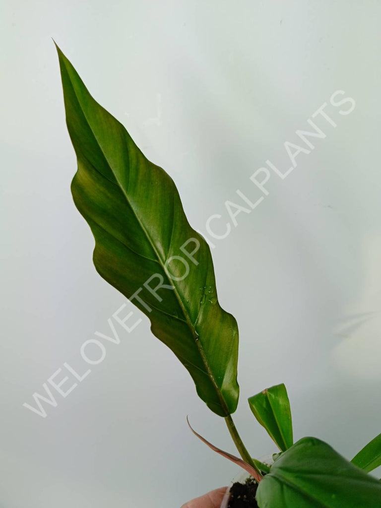 Philodendron caramel green