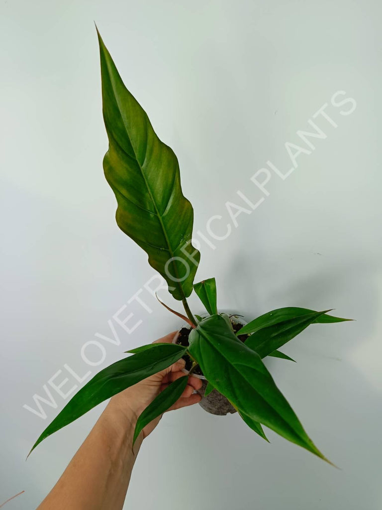 Philodendron caramel green