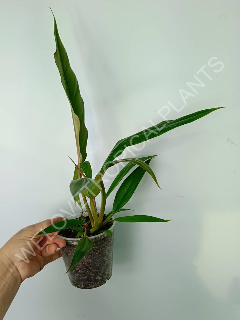 Philodendron caramel green