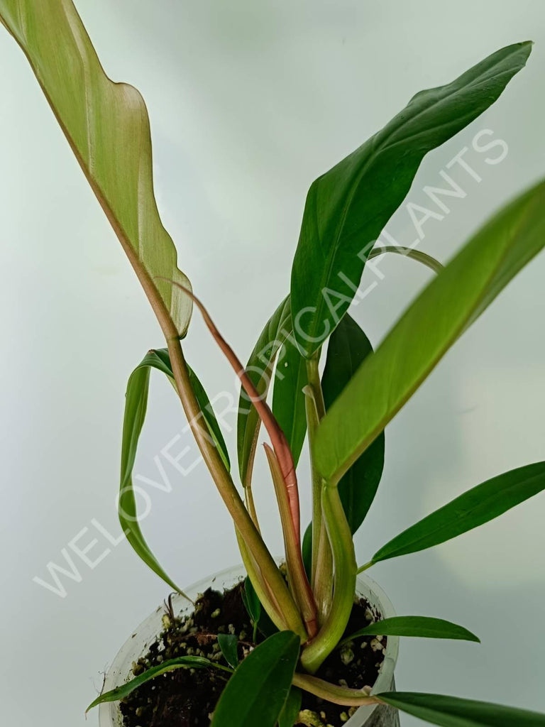 Philodendron caramel green