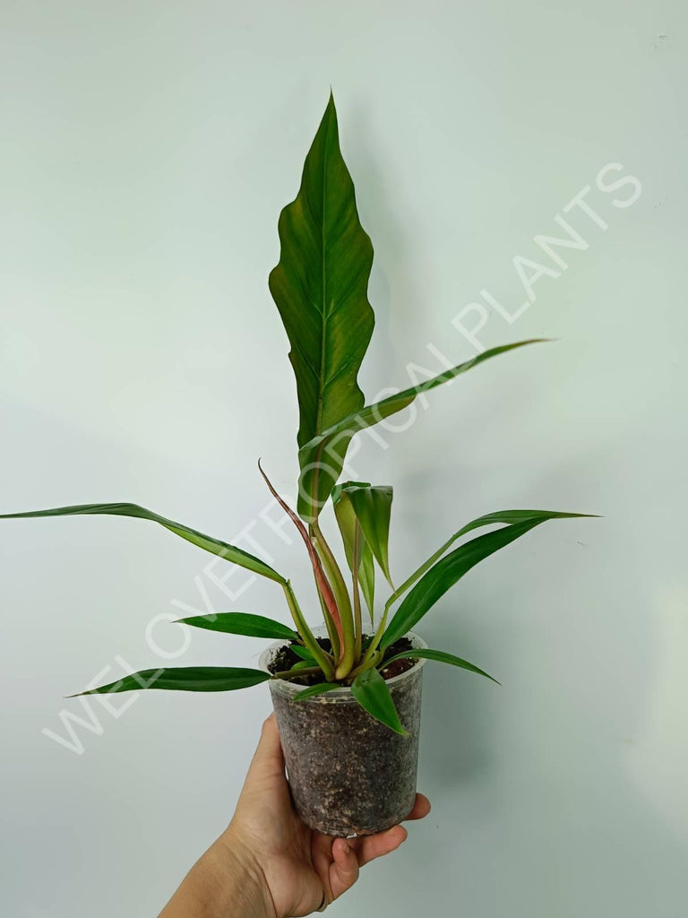 Philodendron caramel green