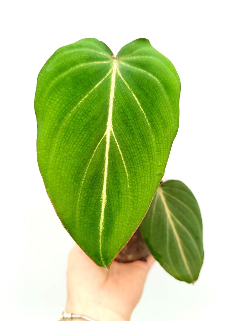 Philodendron gloriosum dark form