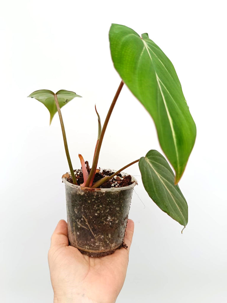 Philodendron gloriosum dark form