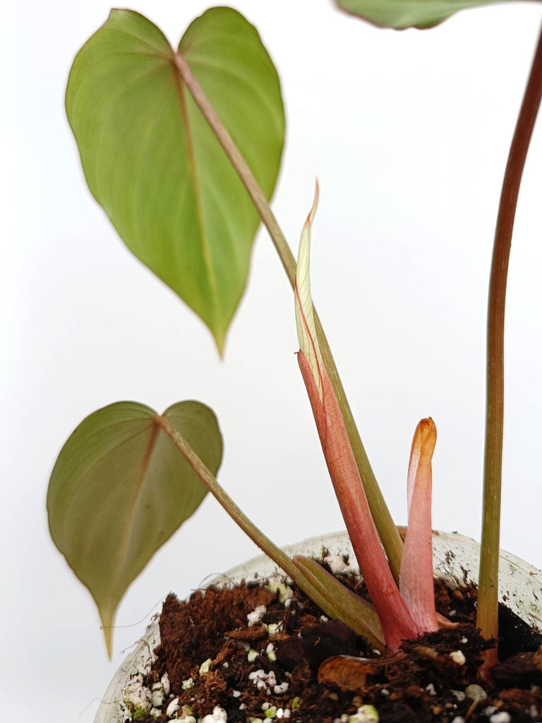 Philodendron gloriosum dark form