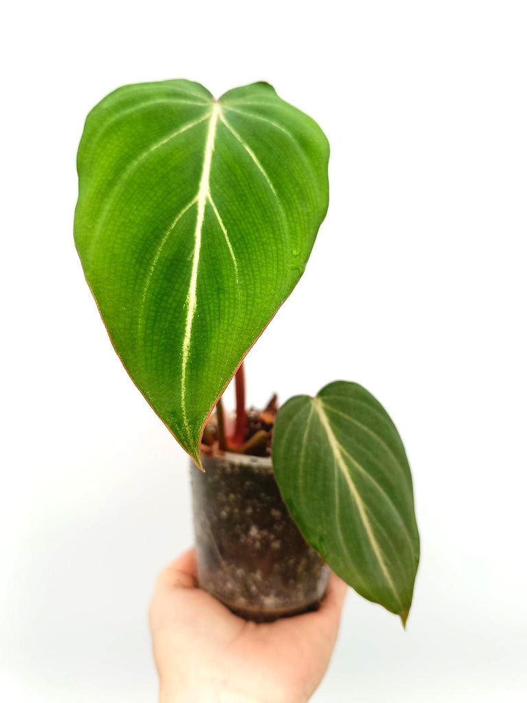 Philodendron gloriosum dark form