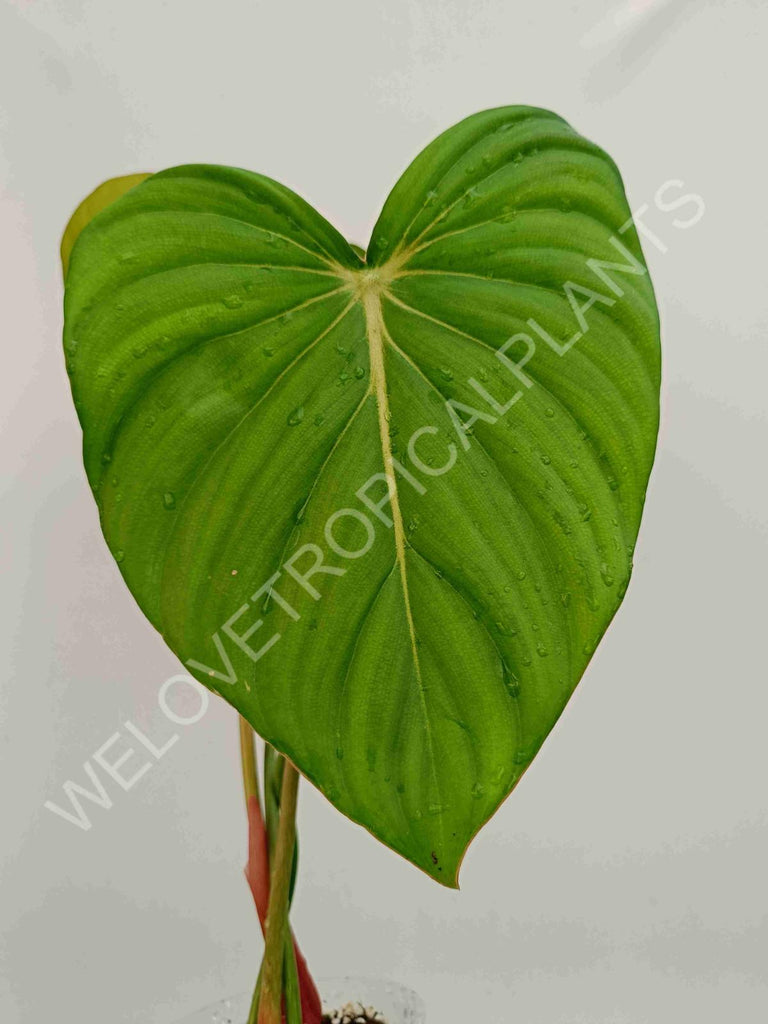 Philodendron Dean McDowell