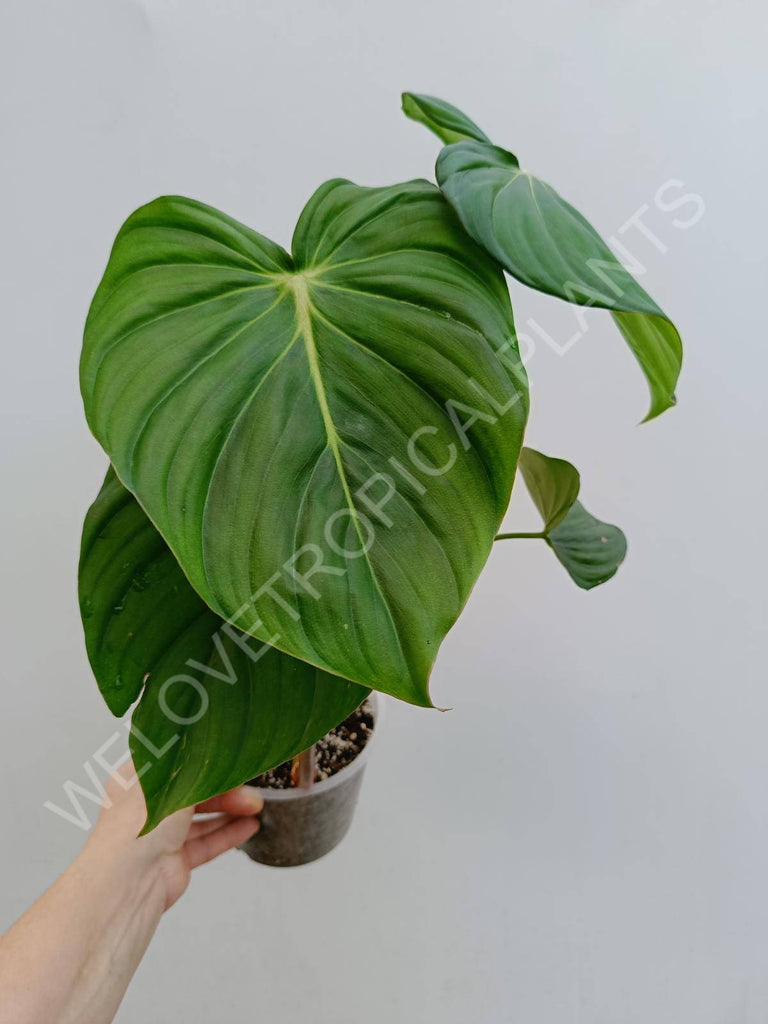 Philodendron Dean McDowell