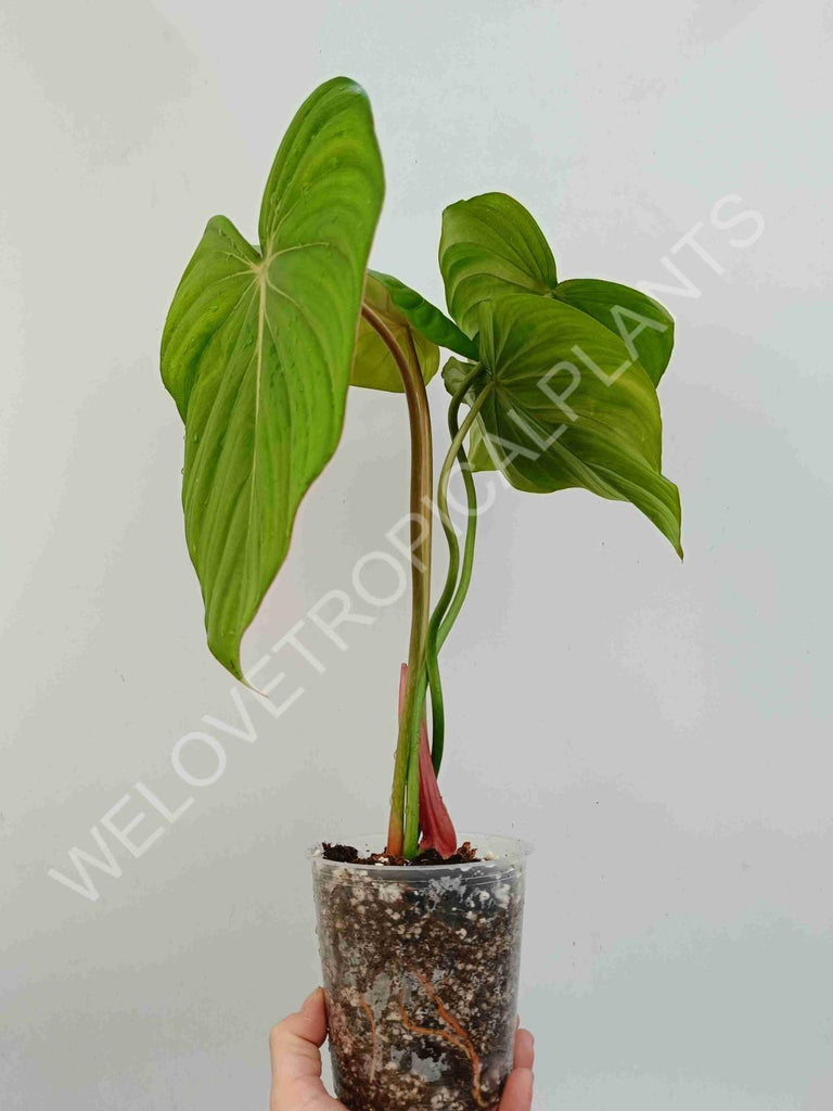 Philodendron Dean McDowell