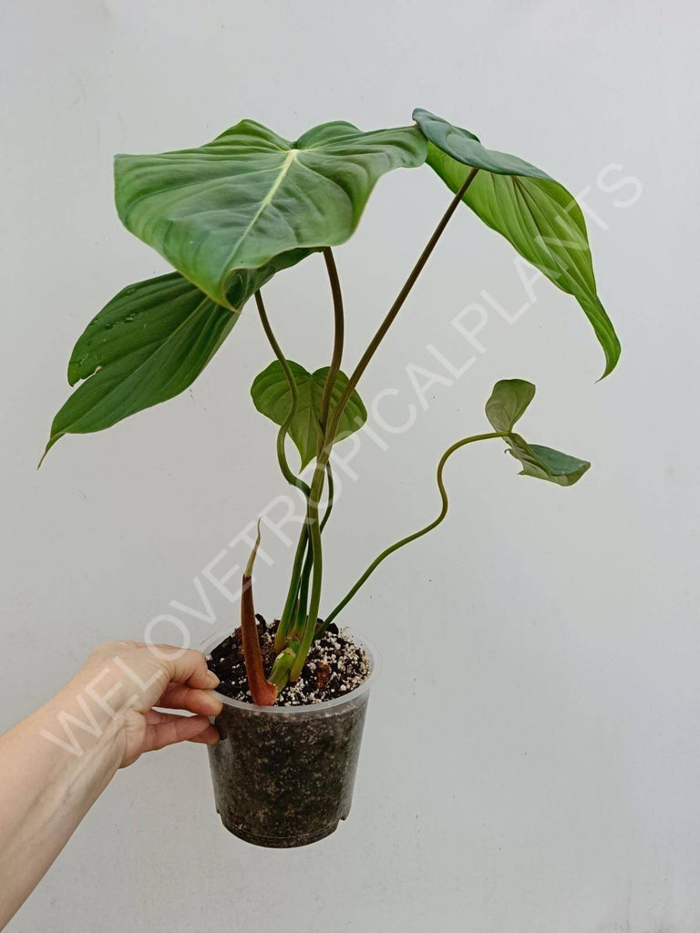 Philodendron Dean McDowell