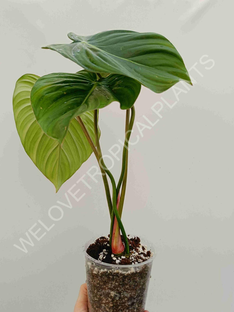 Philodendron Dean McDowell