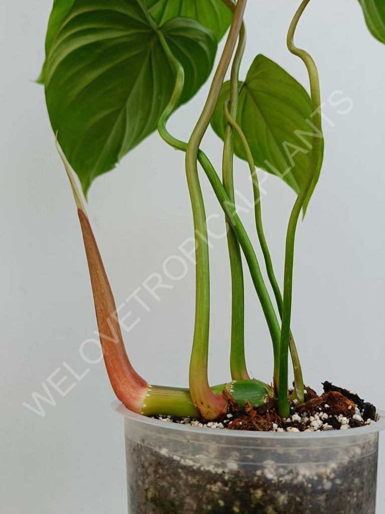 Philodendron Dean McDowell