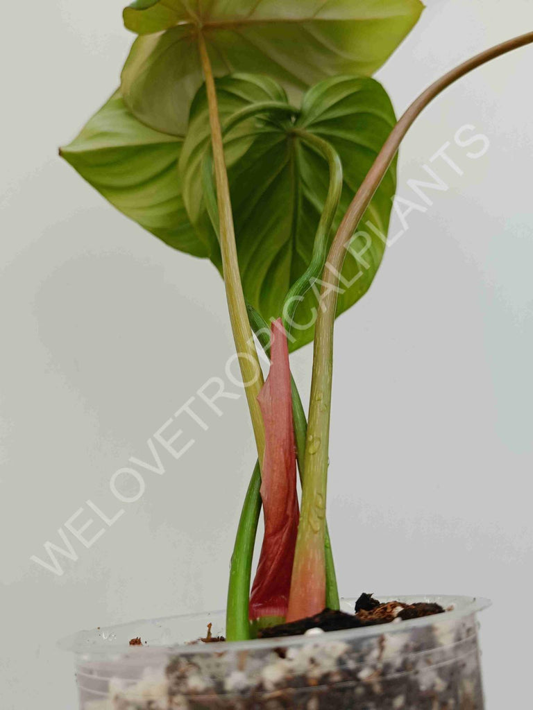 Philodendron Dean McDowell