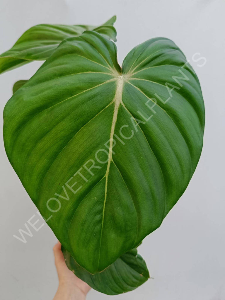 Philodendron Dean McDowell