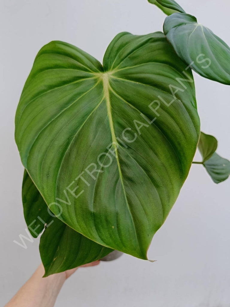 Philodendron Dean McDowell