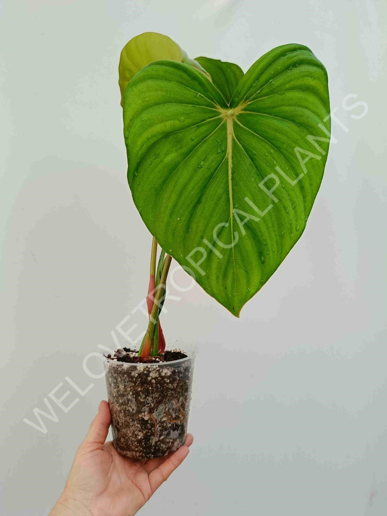 Philodendron Dean McDowell