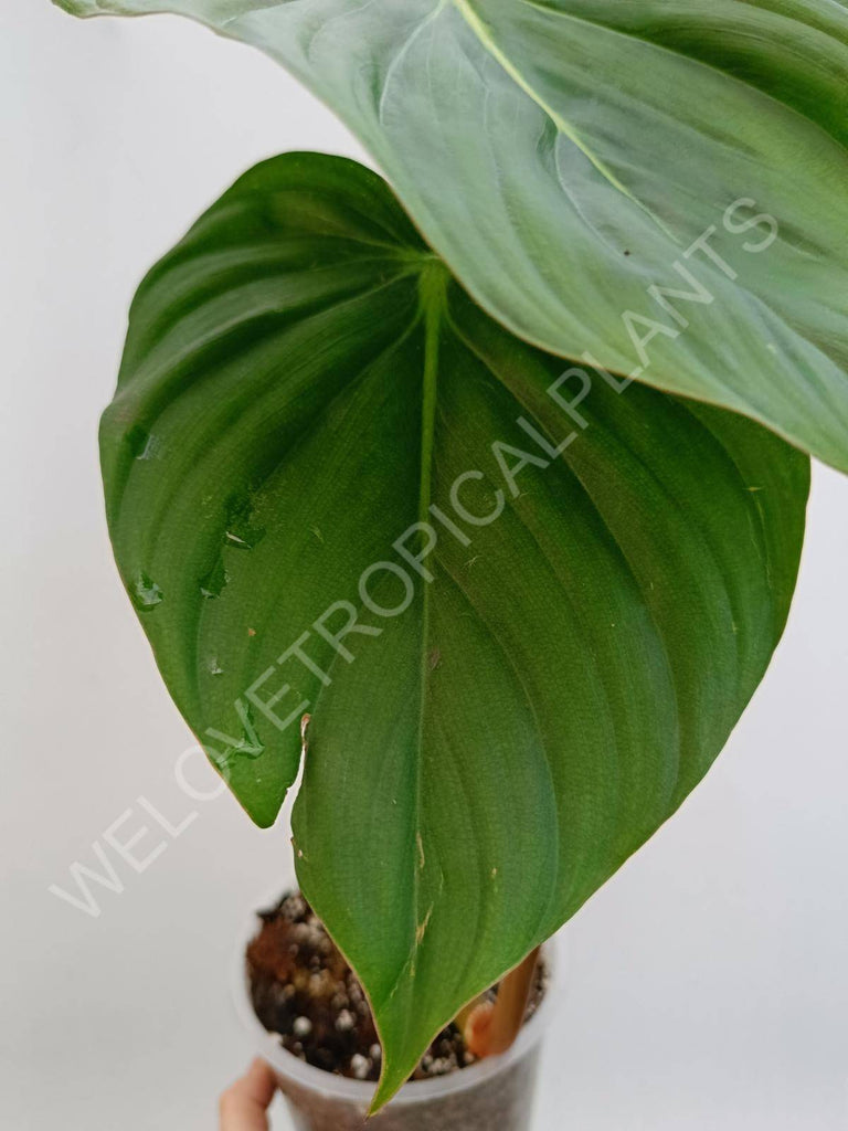 Philodendron Dean McDowell