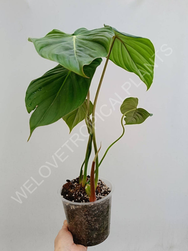 Philodendron Dean McDowell