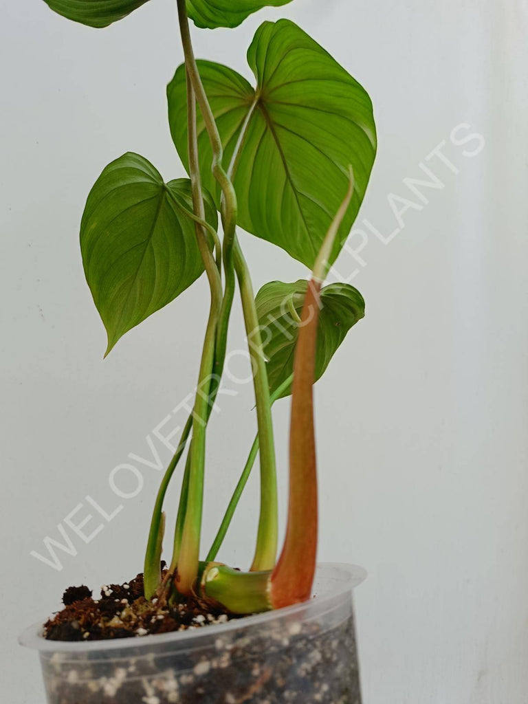 Philodendron Dean McDowell