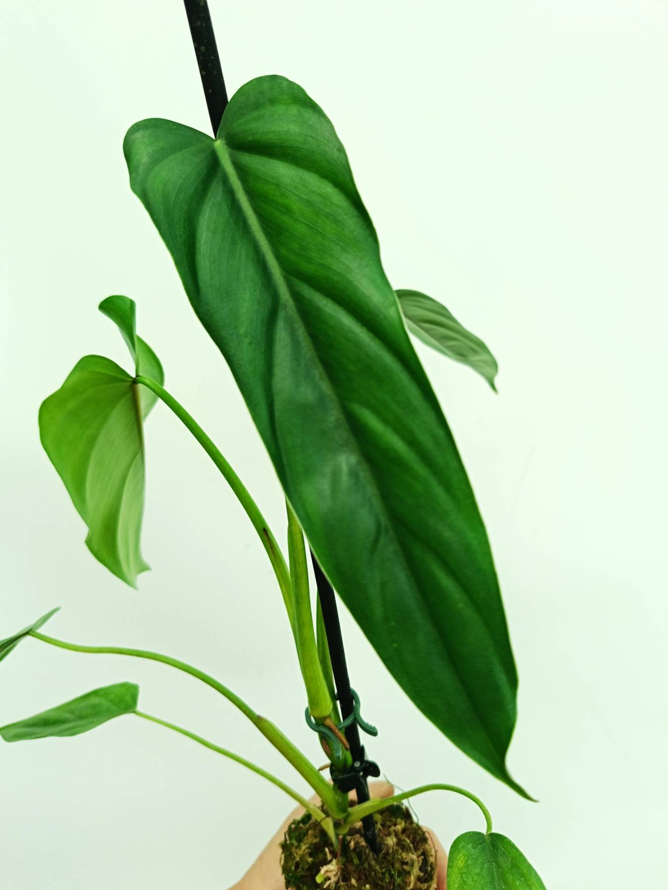 philodendron oxapapense aff Philodendron dolichogynium (young plant)