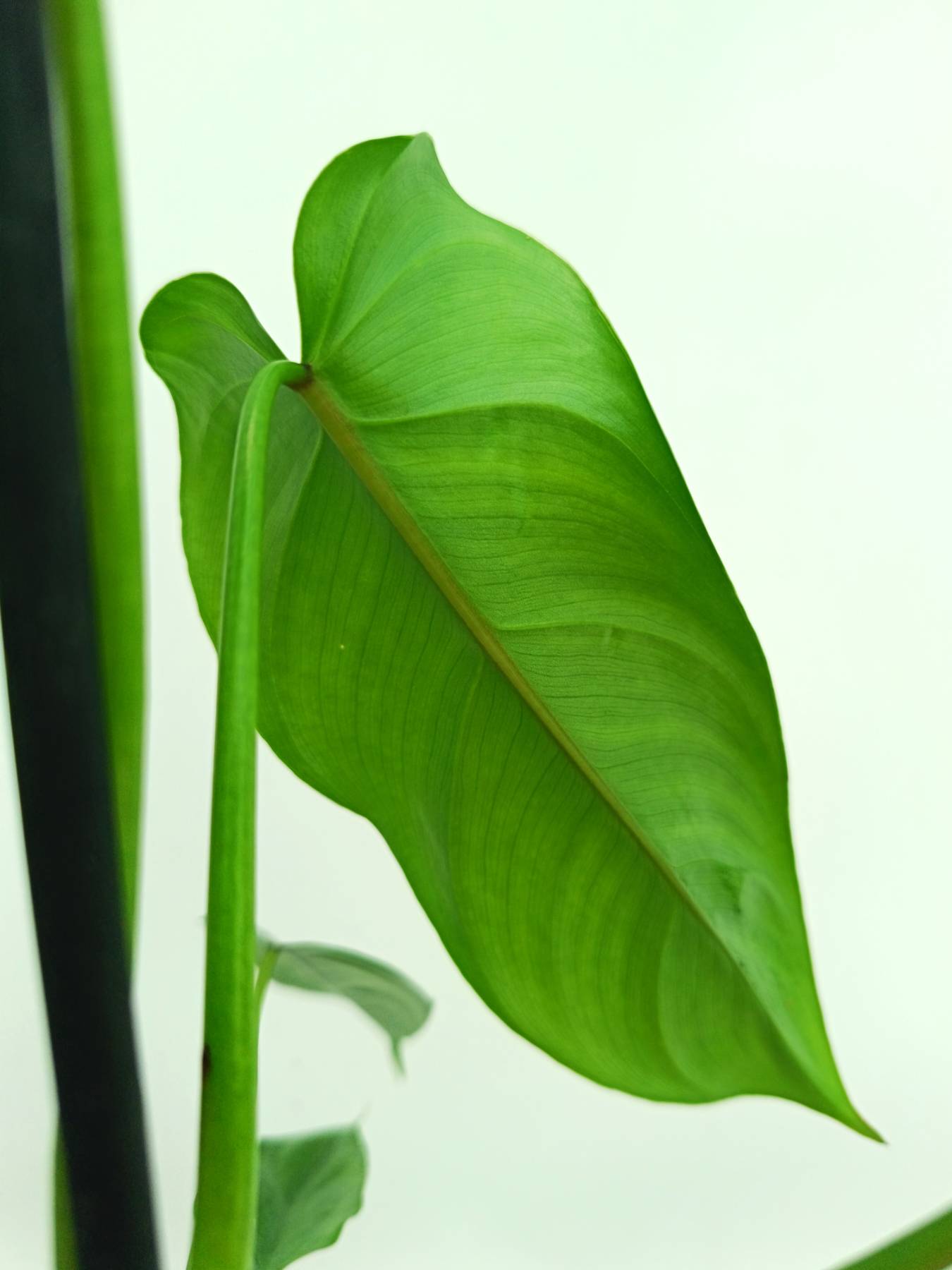 philodendron dodsonii Philodendron dolichogynium (young plant)