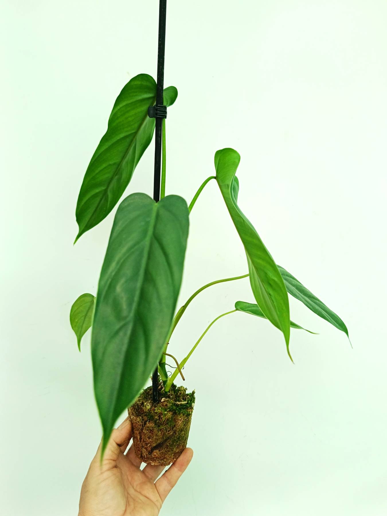 philodendron dodsonii Philodendron dolichogynium (young plant)