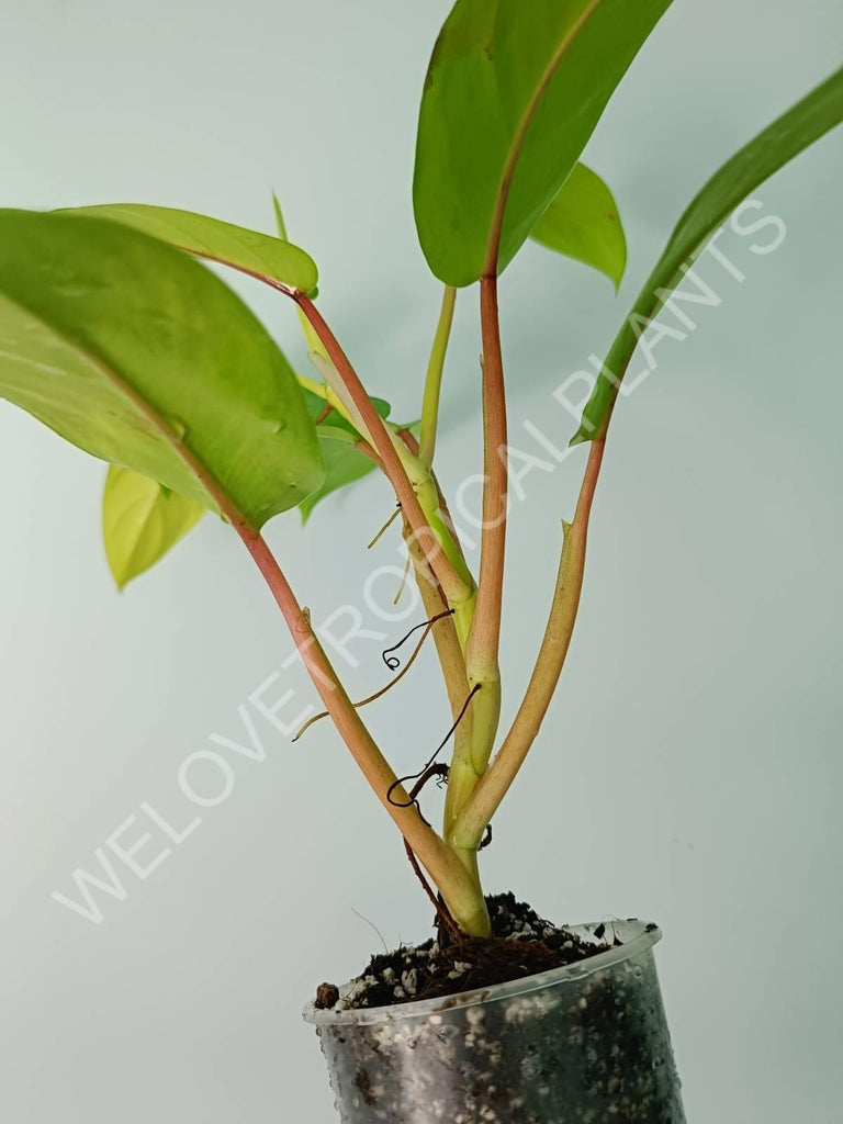 Philodendron domesticum lemon lime