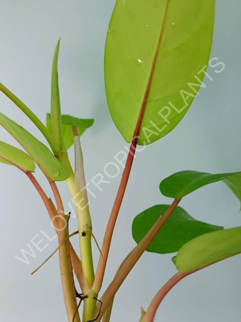 Philodendron domesticum lemon lime