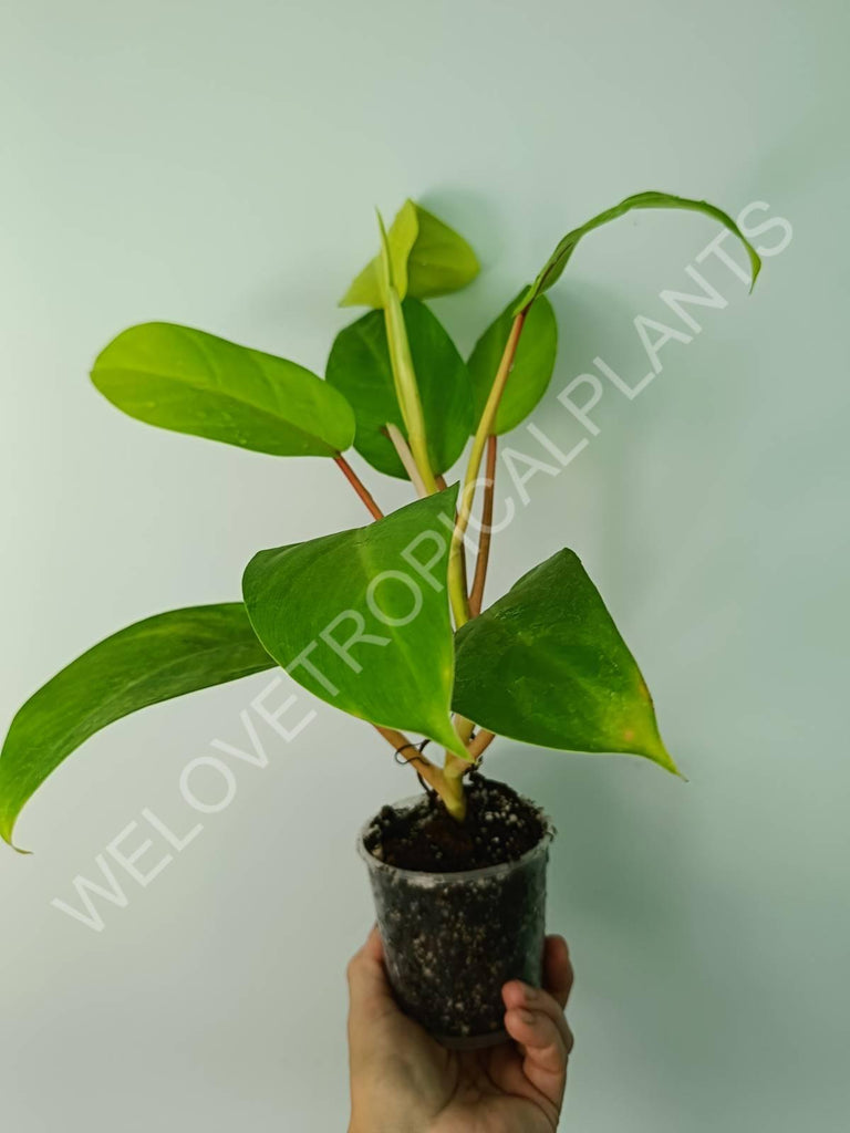 Philodendron domesticum lemon lime