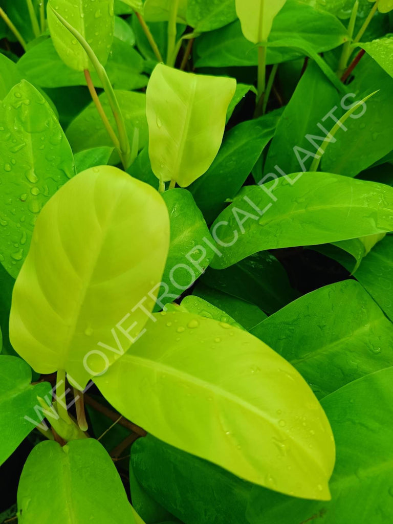 Philodendron domesticum lemon lime