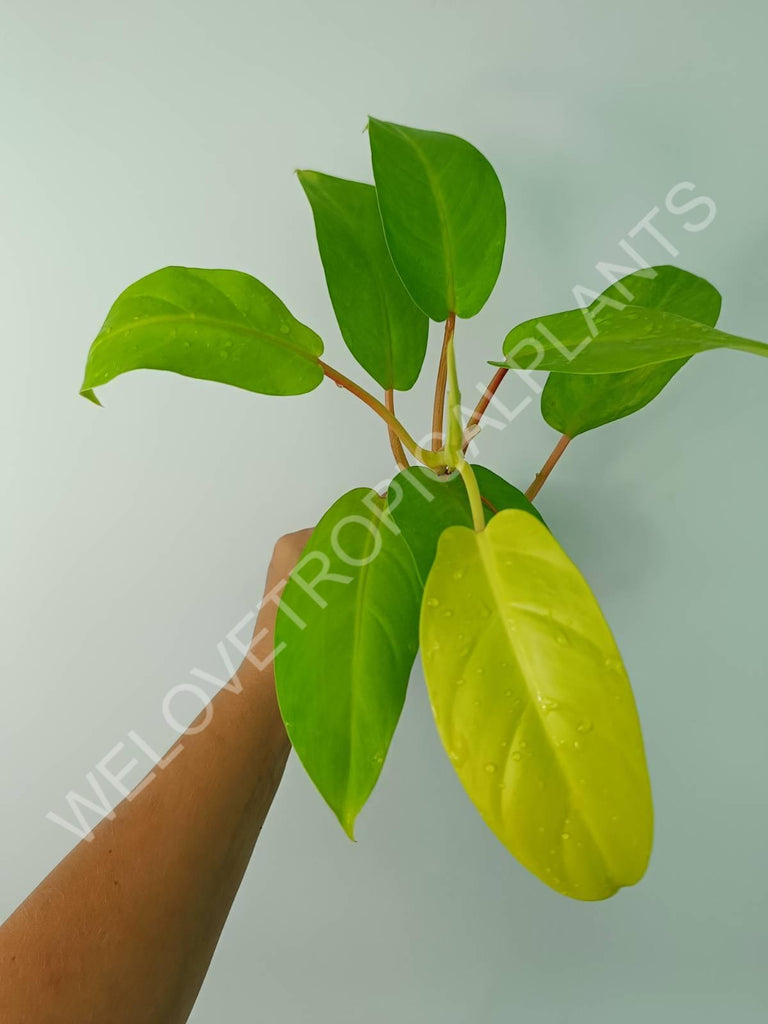 Philodendron domesticum lemon lime