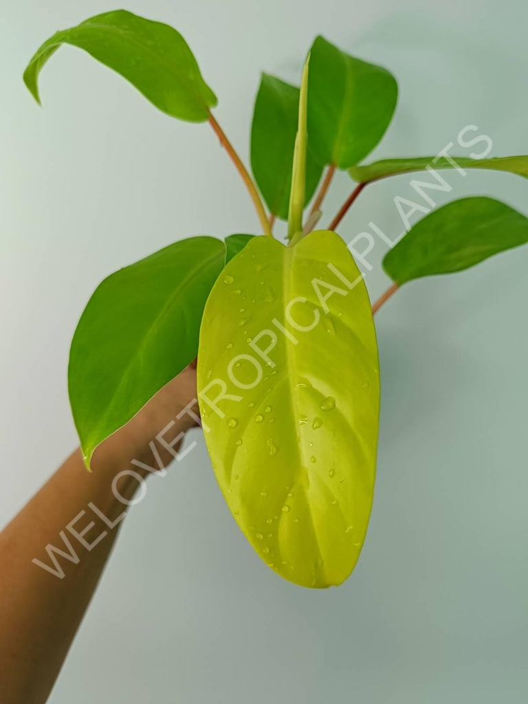 Philodendron domesticum lemon lime