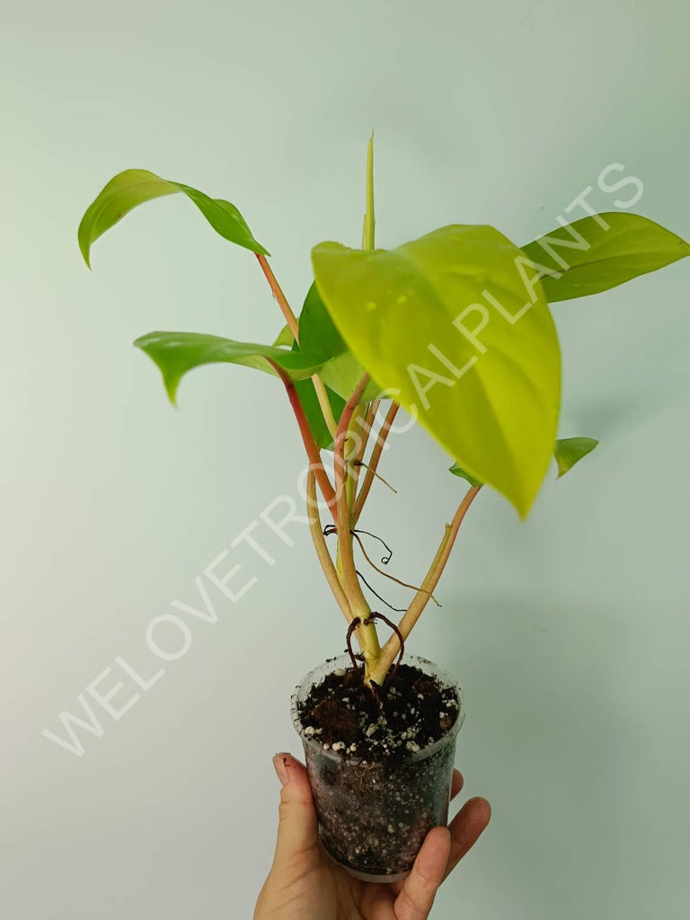 Philodendron domesticum lemon lime