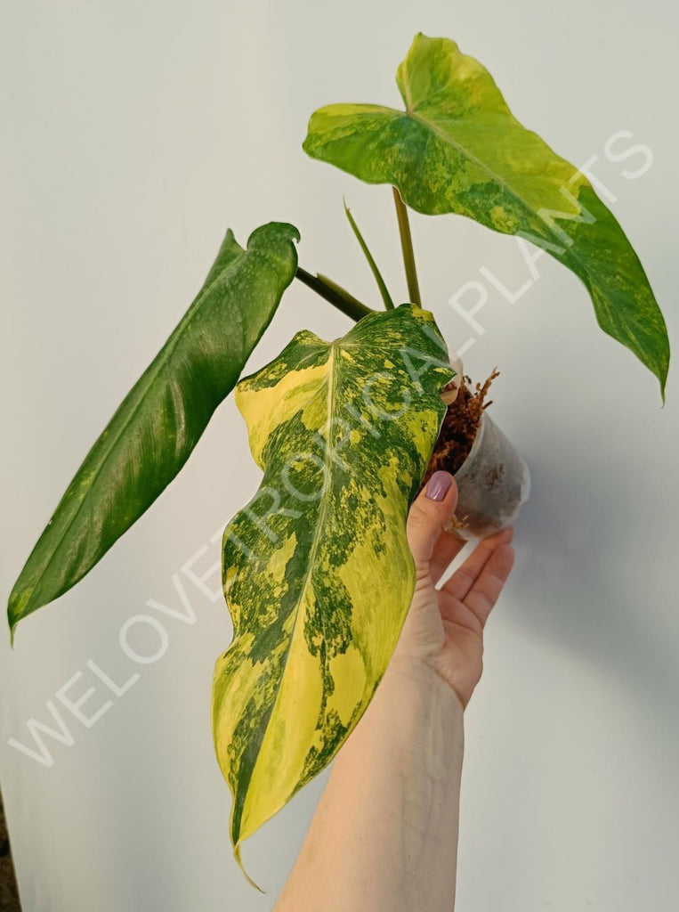 Philodendron domesticum variegata