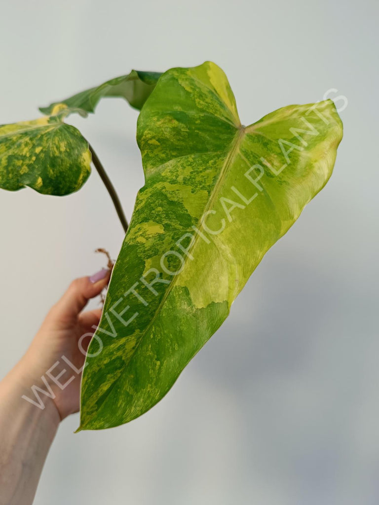 Philodendron domesticum variegata